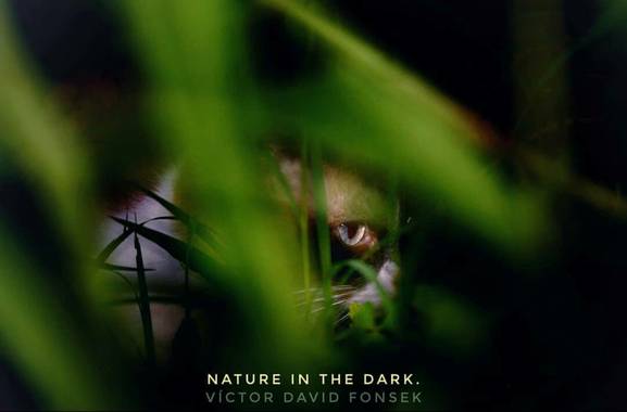 vicfonckph en Hamelin: Fauna  (Pereira), Nature in the dark.
#gato #gatos #gatosdeinstagram #cat #lovecat #lovecats #cats #catsofinstagram #katze #katzen #...