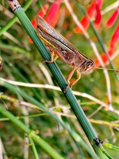 Rincon.ache en Hamelin: Fauna  (Gandia), Cantante del jardín #flora#fauna#bichos#insectos#cosaspequeñas #🦗