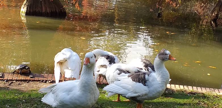 Carodom87 en Hamelin: Fauna 
