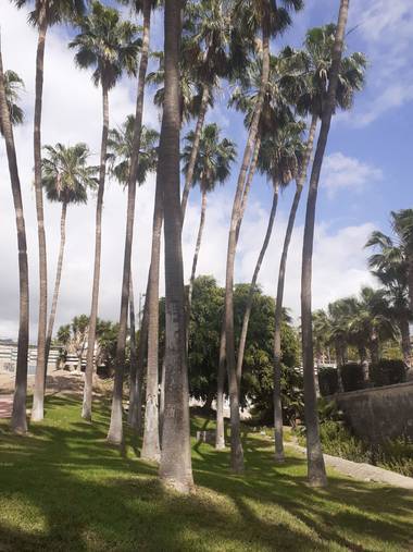 Delfinamba en Hamelin: Paisaje, Las palmeras iluminando el cielo 