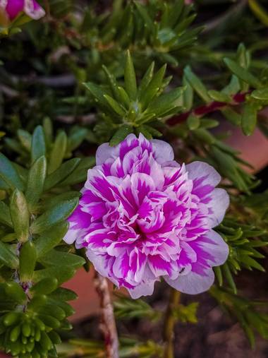 Segundoghione en Hamelin: Flora  (Freyre)