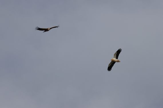 Eritz.cortazar en Hamelin: Fauna  (Langa de Duero), Neophron percnopterus (Linnaeus, 1758), 2x1
hay que fijarse bien cuando se está observando buitres leon...