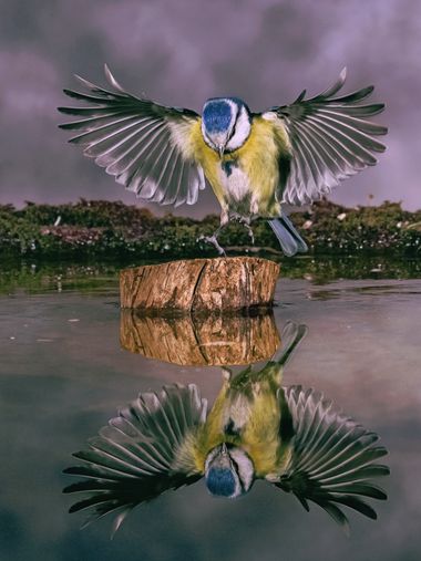 Pablosdoc en Hamelin: Fauna  (el Pont de Vilomara i Rocafort), Cyanistes caeruleus (Linnaeus, 1758), #hamelin #aves #naturaleza #nature #fauna #animal #bir...