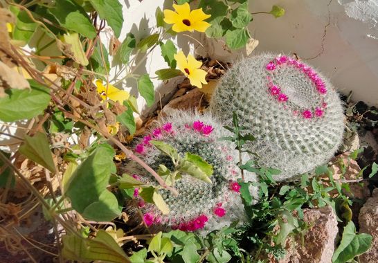 Solerantonio2 en Hamelin: Flora  (Níjar), Mammillaria hahniana, Cactus