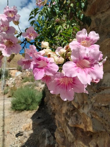 Solerantonio2 en Hamelin: Flora  (Gérgal), Podranea ricasoliana, Planta