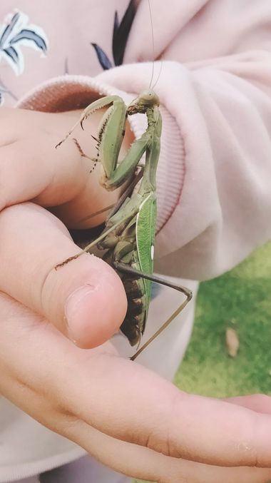 Solerantonio2 en Hamelin: Fauna  (Almería), Insecto