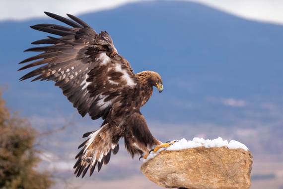 Arteaganature en Hamelin: Fauna  (El Barco de Ávila), Aquila chrysaetos (Linnaeus, 1758), #aves21 