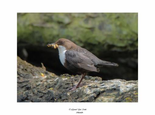 Manuropo39 en Hamelin: Fauna  (Bergondo), Cinclus cinclus (Linnaeus, 1758)