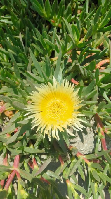 Solerantonio2 en Hamelin: Flora  (Costacabana), Carpobrotus edulis, Planta