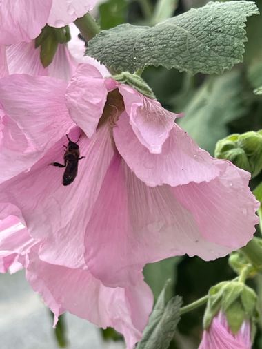 Eudimer20 en Hamelin: Flora, Alcea setosa, #flower