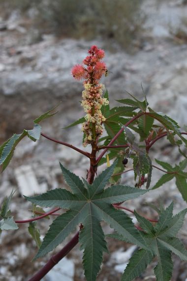 Solerantonio2 en Hamelin: Flora  (Almeria), Ricinus communis, Planta