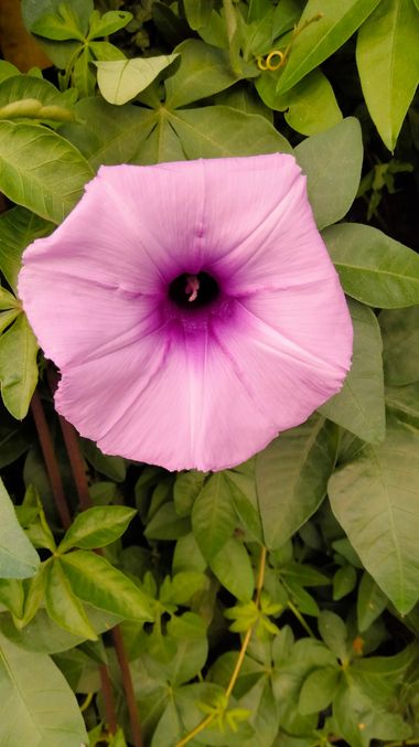 Solerantonio2 en Hamelin: Flora  (Almeria), Ipomoea cairica, Planta