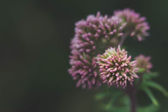 manuel_rodriguezperez en Hamelin: Flora, #flower #macro 