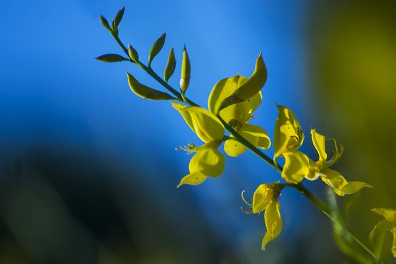 Javi Estrade en Hamelin: Flora  (Paracuellos de Jarama), #flora #planta #flor #primavera #flores #azul #amarillo 