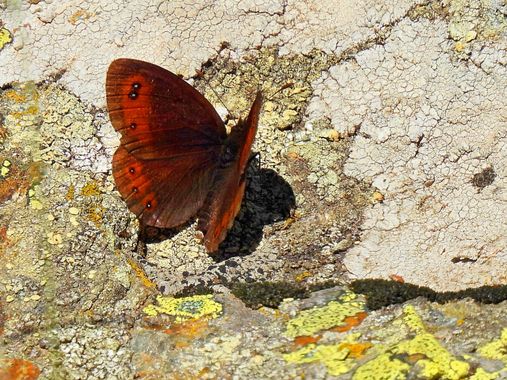 Georginaag en Hamelin: Fauna  (Avià), #fauna #butterfly 