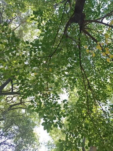 GrachuV. en Hamelin: Flora, Árboles.🌿