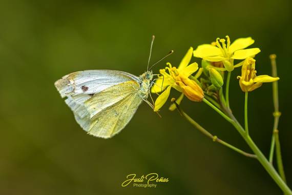 Justi en Hamelin: Fauna  (Badalona), La rubia de ojos verdes !!!!
#naturaleza 
