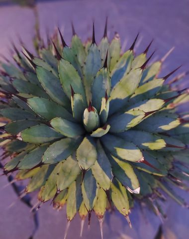 Mpinfante en Hamelin: Flora, Agave macroacantha, # Maguey mexicano 
# Origen: sur de México
