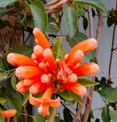 Solerantonio2 en Hamelin: Flora  (Almería), Pyrostegia venusta, Planta