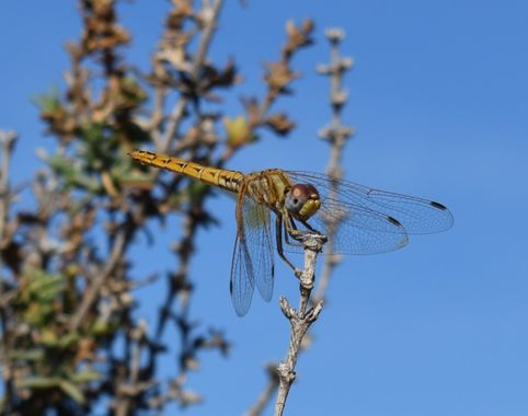 Solerantonio2 en Hamelin: Fauna  (Rioja), Libélula 