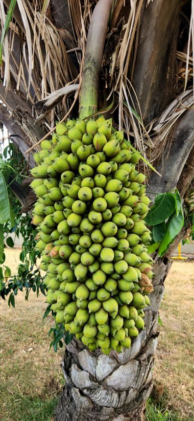 jucruca77 en Hamelin: Flora  (Santa Cruz de la Sierra), Attalea phalerata, Penca de motacú 
