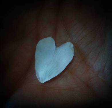 VickyOnTheRocks en Hamelin: Flora  (Liria), #petalo #rosasilvestre #corazon #amor #naturelover