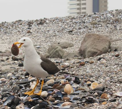 lourdes7895 en Hamelin: Fauna  (Provincia de Iquique), Larus atlanticus Olrog, 1958, #aves #nature #chile #naturaleza 