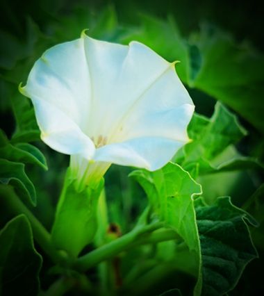Berenicelujan en Hamelin: Flora  (La Laguna), Datura ferox