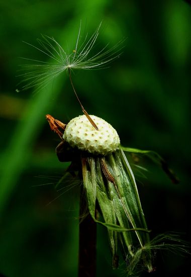 Georginaag en Hamelin: Flora  (Sils), #flora 
