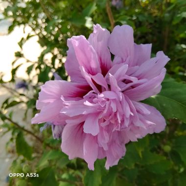 Solerantonio2 en Hamelin: Flora  (Almería), Hibiscus syriacus, Planta