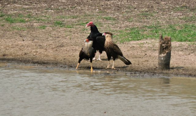 lourdes7895 en Hamelin: Fauna  (Charagua), Caracara plancus (J.F.Miller, 1777), Av #aves  #fauna  #naturaleza 