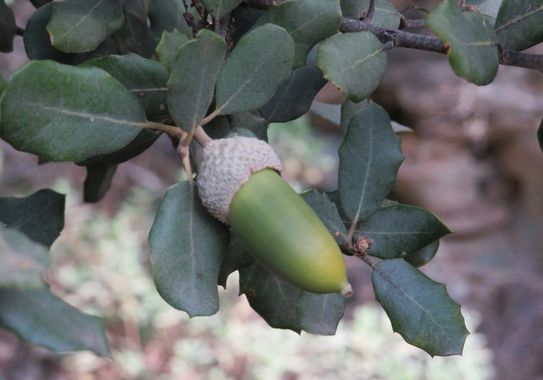 Solerantonio2 en Hamelin: Flora  (Láujar de Andarax), Quercus ilex, Bellota