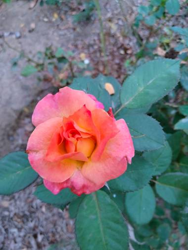Solerantonio2 en Hamelin: Flora  (Almería), Rosa chinensis, Flor en el parque