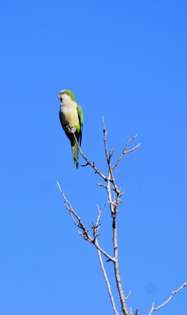 Solerantonio2 en Hamelin: Fauna  (Almeria), Cotorra argentina