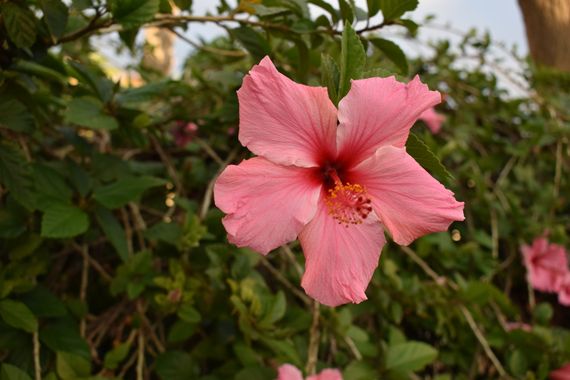 Solerantonio2 en Hamelin: Flora  (Almería), Hibiscus rosa-sinensis, Planta