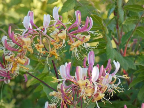 mariale en Hamelin: Flora, Lonicera etrusca, 📸 #marialemdza
Provincia de Zamora, primavera 2021.
#Naturaleza #flores #floressilvestres #BellezaNatural  #...
