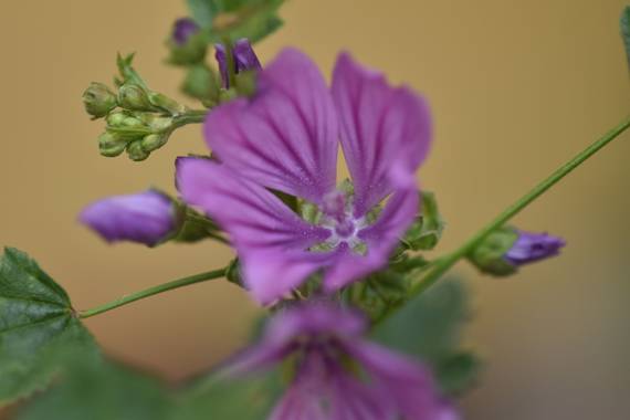 Belenhernandezg en Hamelin: Flora  (Soto del Real), #primavera
#flora21 