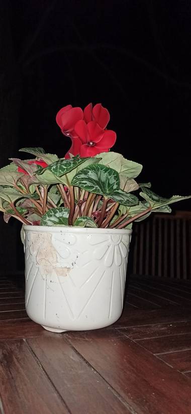 jairoponce1985 en Hamelin: Flora  (Cassà de la Selva), Cyclamen persicum, Flor
