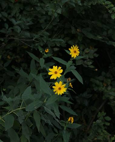 cimadevilla.amaia en Hamelin: Flora, #margaritasamarillas 