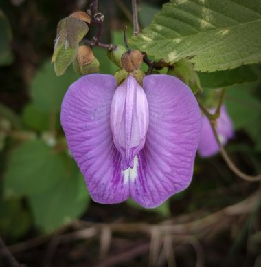 Michael_vinasco en Hamelin: Flora  (Ansermanuevo), #flora #flower