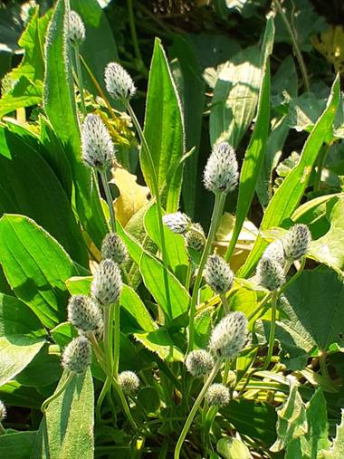 KDias en Hamelin: Flora, Plantago lagopus, 🙂