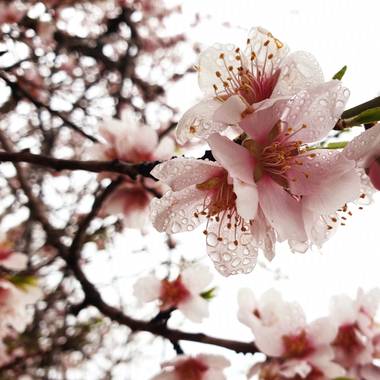 S.- en Hamelin: Flora  (Yátova), Me #encantan sus #flores 
Me #encanta las #gotas de #lluvia
Me #encanta mi #foto 

#BuenosDías #Fotógrafa #Fotografía2021 ...