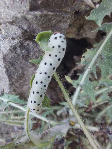 Apasnau75 en Hamelin: Fauna  (Málaga), Larva dándose un banquete. 