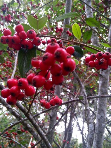 𝓨𝓲𝓵𝓵 𝓡𝓪𝓲𝓷 en Hamelin: Flora, #rojo 