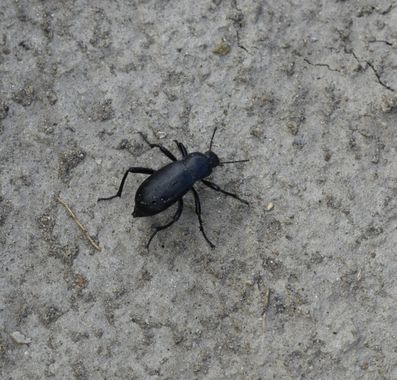 Solerantonio2 en Hamelin: Fauna  (Gádor), Escarabajo