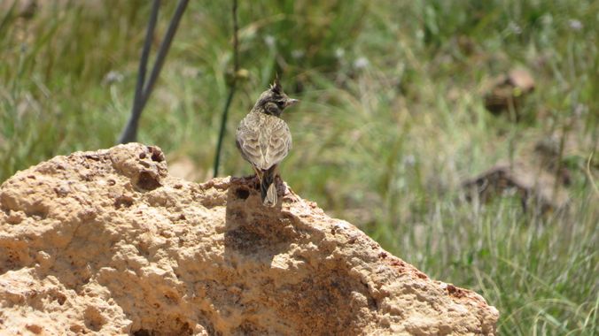 Solerantonio2 en Hamelin: Fauna  (Níjar), Ave