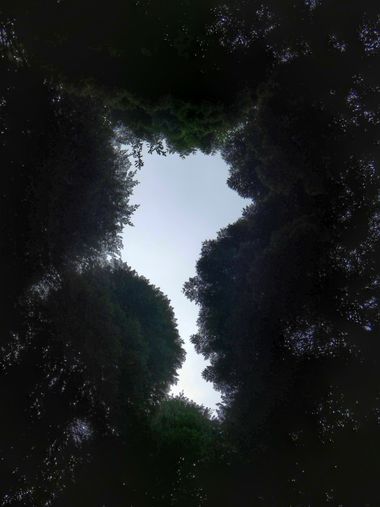 mariale en Hamelin: Flora  (Piloña), 📸 #marialemdza
viernes, 10/06/2022
💚 🌿🌳🌿💚 
#CumpleHamelin 
#Naturaleza #BellezaNatural #Asturias  #Montaña #tree...