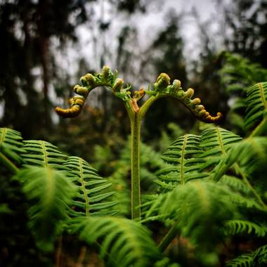 Cbayonl47 en Hamelin: Flora  (Ortigueira), Pteridium aquilinum, Desarrollo de una hoja de helecho
#flora21 
#focus_galicia 