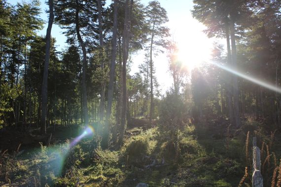 XxPrOzMeNxX en Hamelin: Paisaje, #arboles #bäume #chile #day #dia #fotografia #fotografie #licht #light #luz #natur #naturaleza #nature #photography #pris...