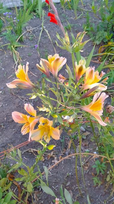 Solerantonio2 en Hamelin: Flora  (Almeria), Planta